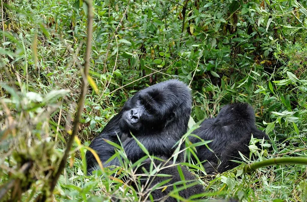 How to plan Gorilla Habituation in Uganda from Canada
