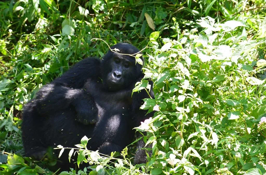 How to plan Gorilla Trekking in Rwanda from London