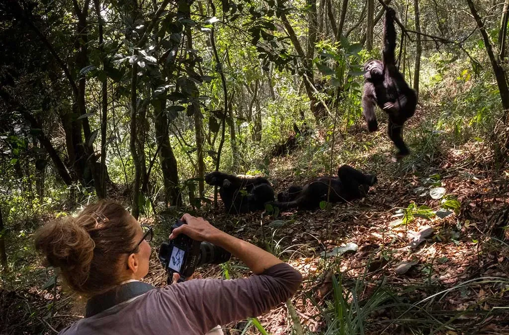 How to plan a Luxury Gorilla Tour in Uganda