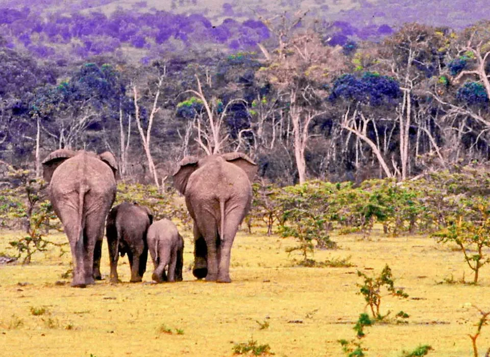 Is Safari Better in Tanzania or Kenya