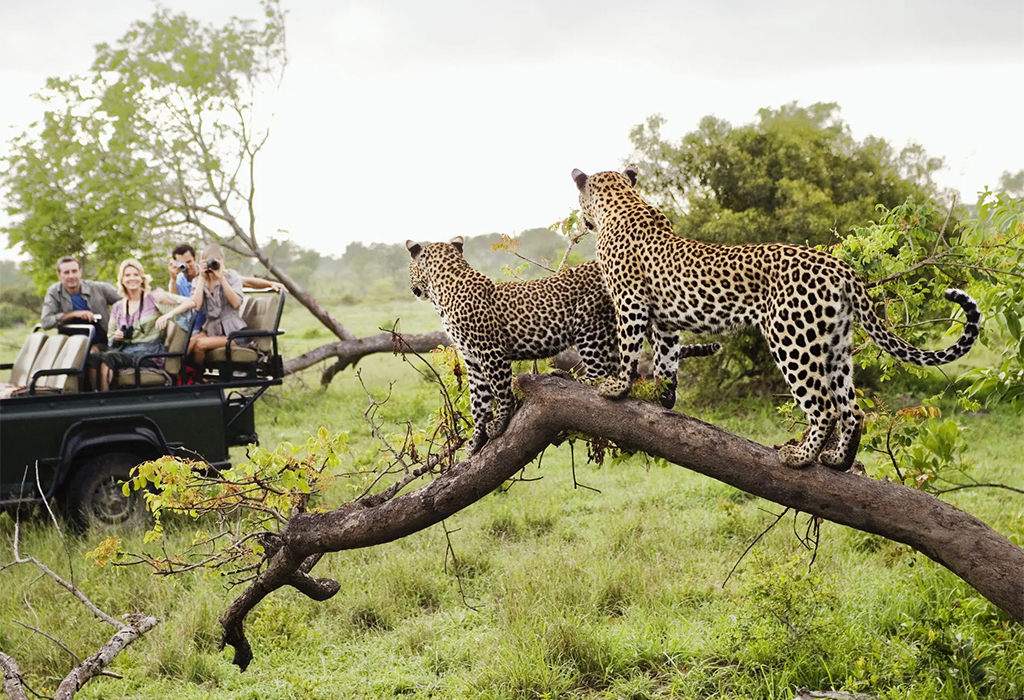 8 Best National Parks in Africa - From Vast Deserts to Rainforests