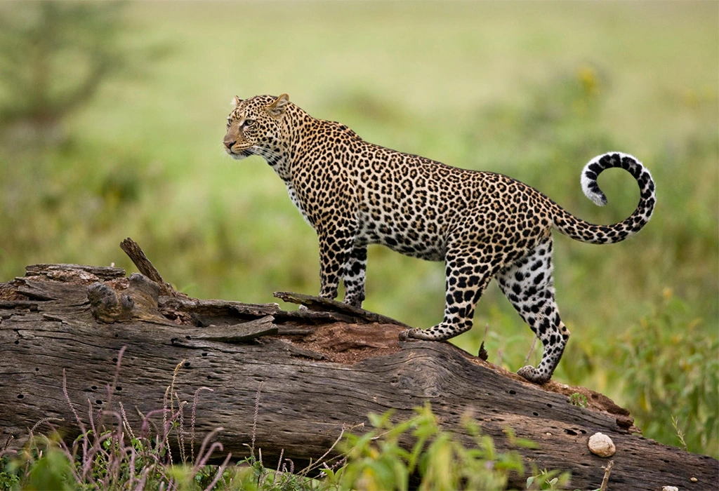 Masai Mara National Reserve - Kenya