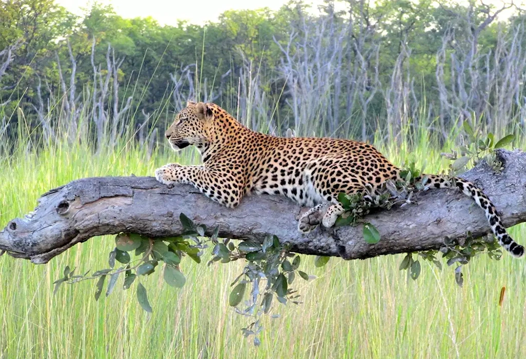 Moremi Game Reserve - Botswana