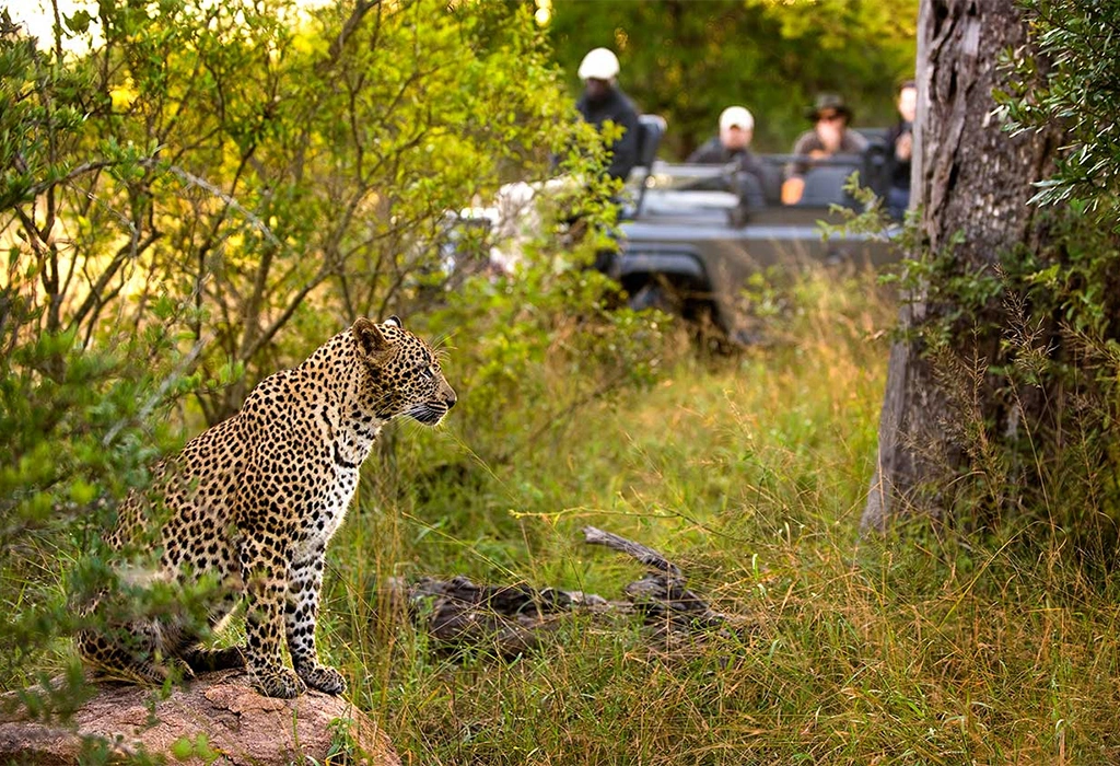 6 Best Places To See Leopards In Africa Iconic Africa Safaris