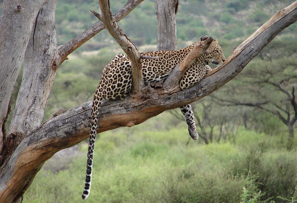 Samburu National Park - Kenya