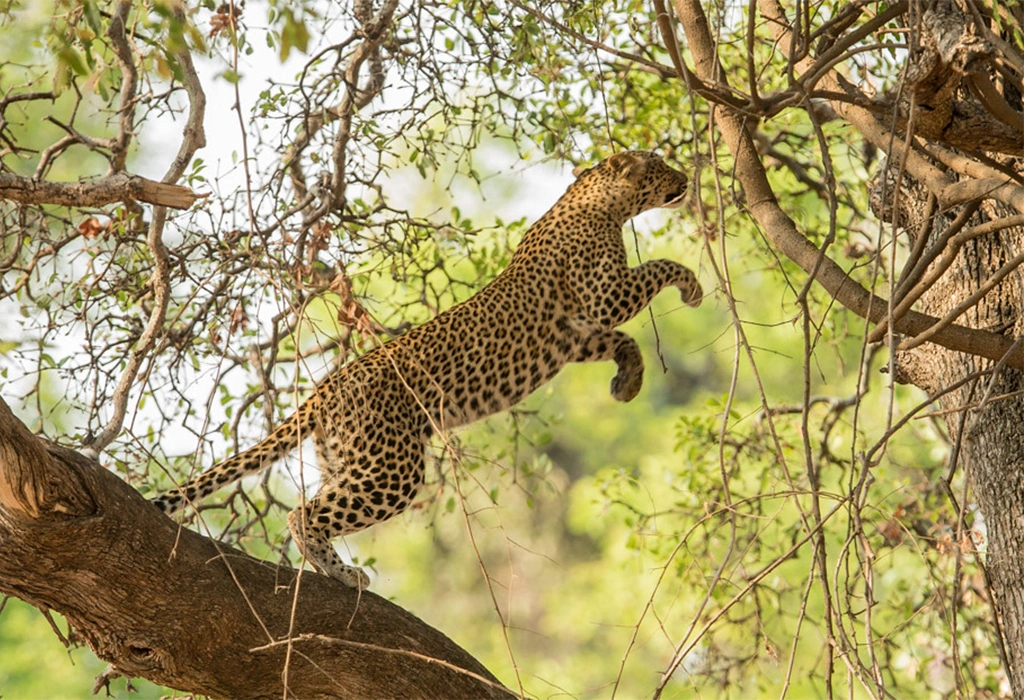 6 Best Places to See Leopards in Africa