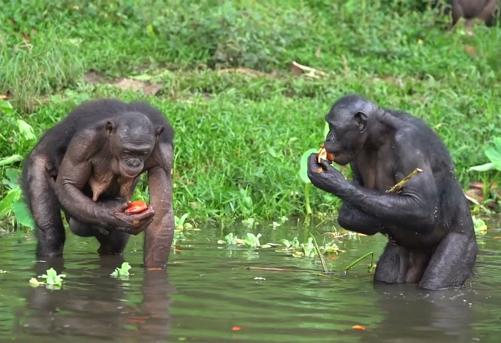 Lola Ya Bonobo Sanctuary