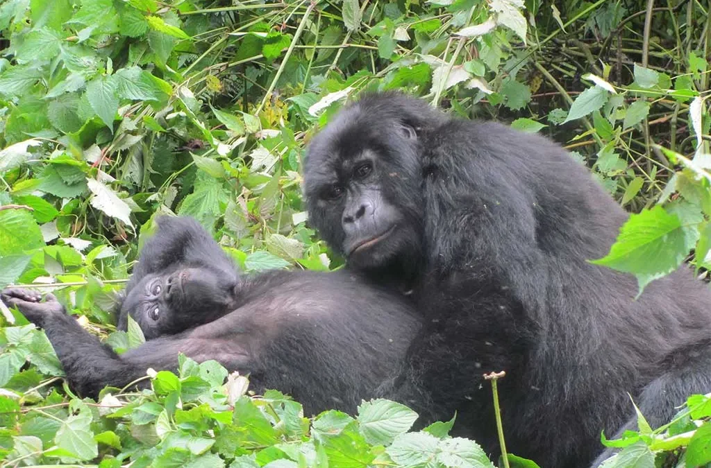 Primates Adventure in Uganda and Rwanda – 8 Days