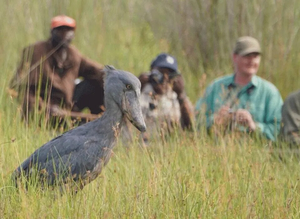 Shoebill stork spotting experience in Murchison Falls National Park