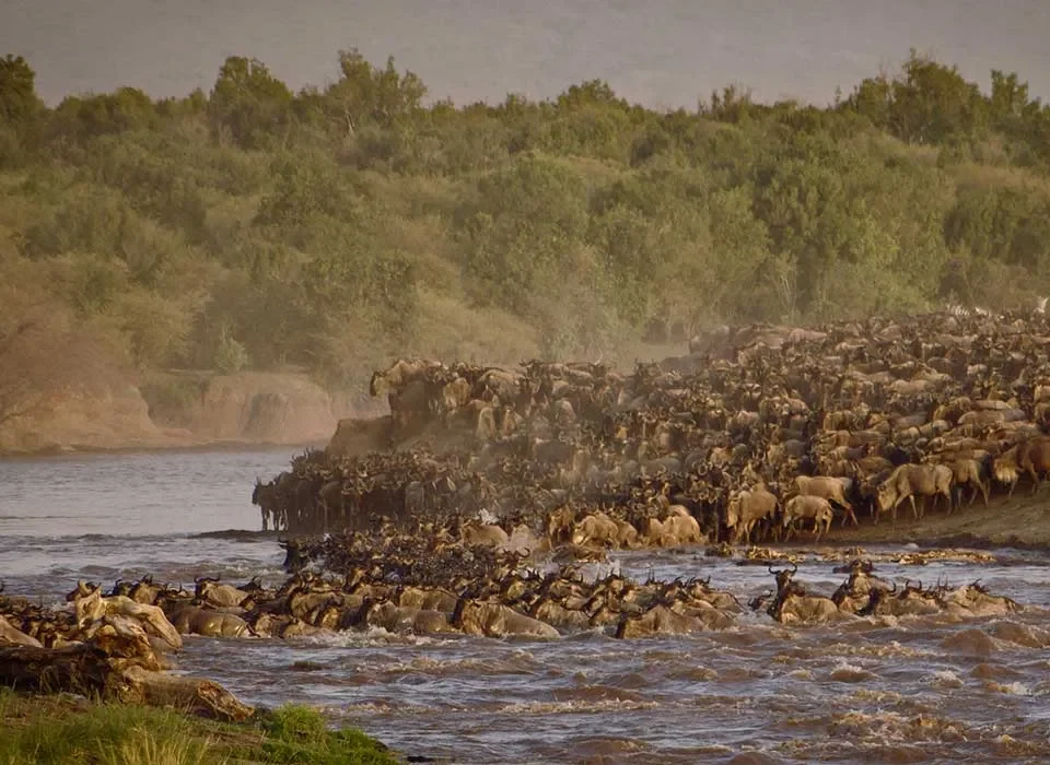 The Best Time for a Great Migration Adventure in Masai Mara