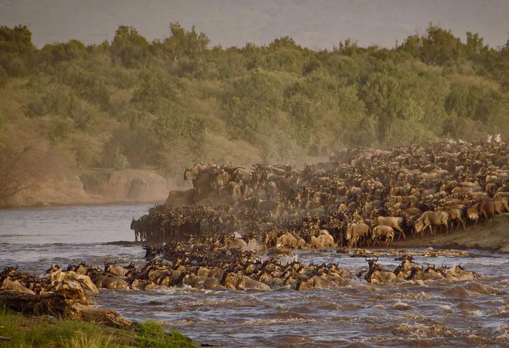 The Best Time for a Great Migration Adventure in Masai Mara