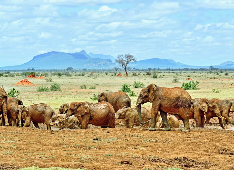 The difference between Tsavo East and Tsavo West National Parks
