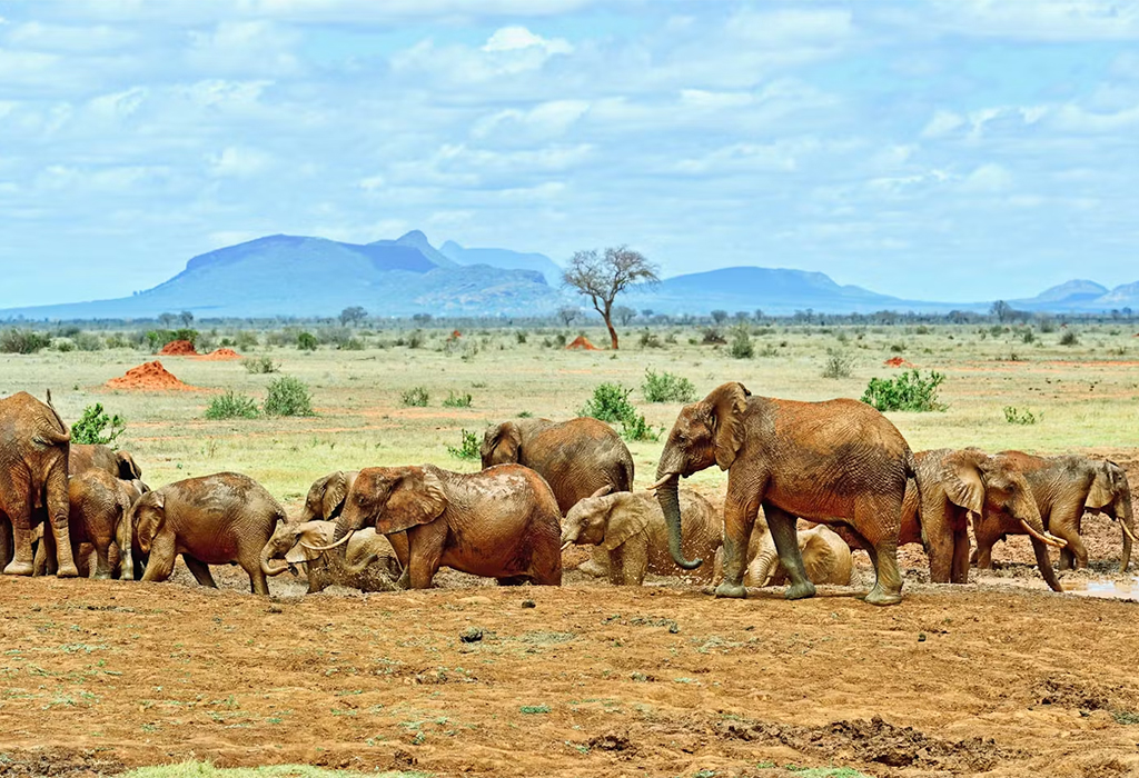 The difference between Tsavo East and Tsavo West National Parks