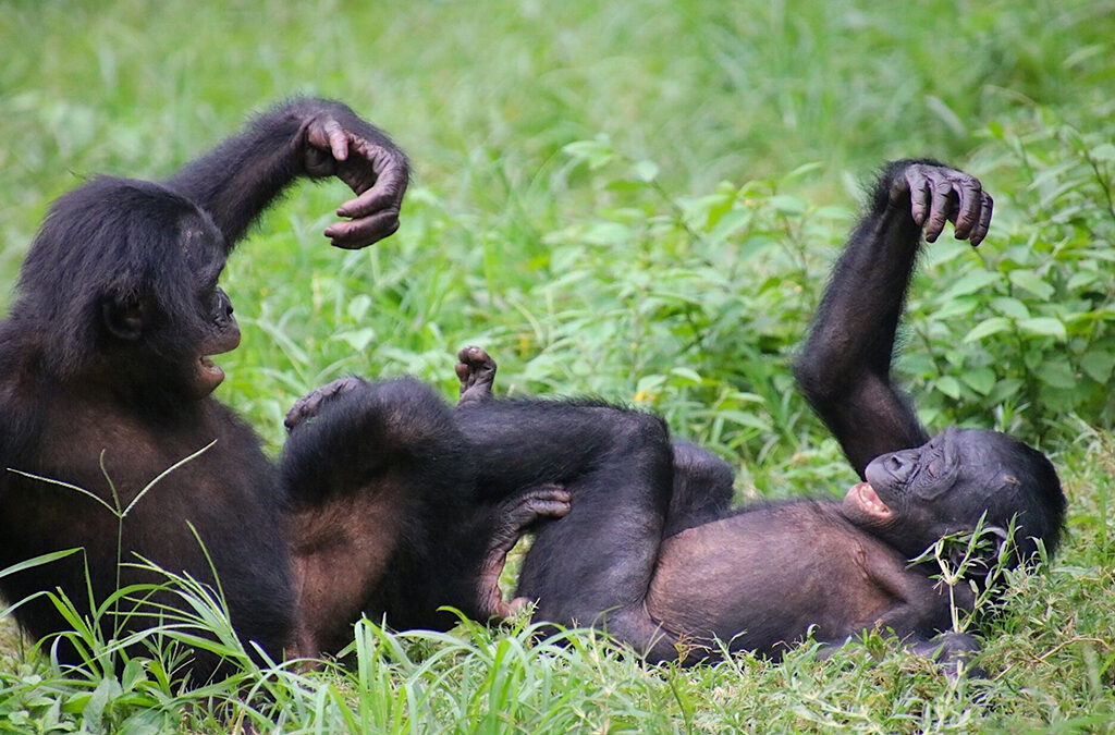 Top 10 Must-See Attractions in DR Congo