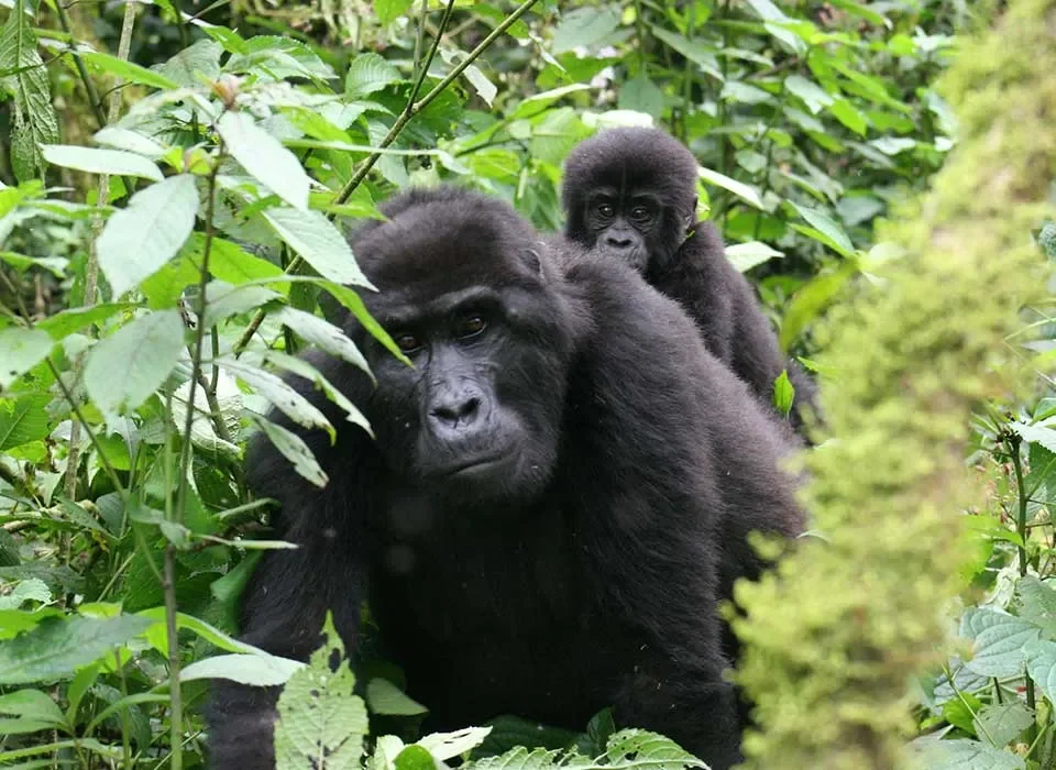 Top 5 Gorilla Trekking Tours in Rwanda