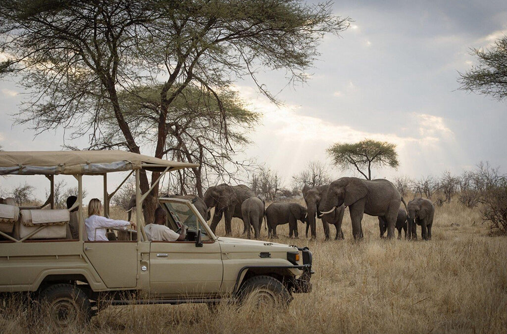 Top 5 Places for the Game Drives in Tanzania