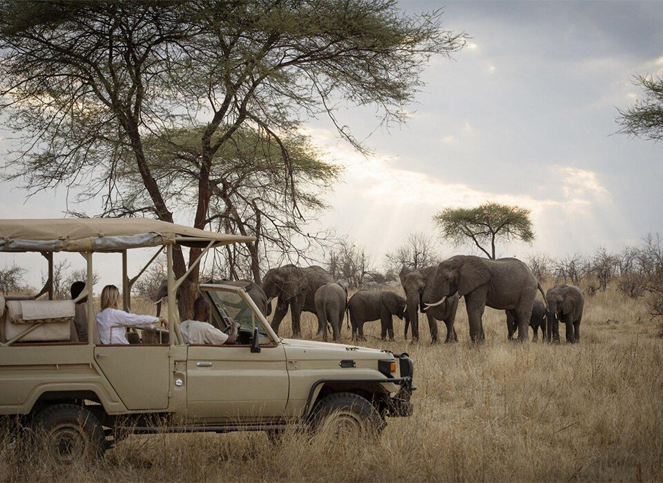Top 5 Places for the Game Drives in Tanzania