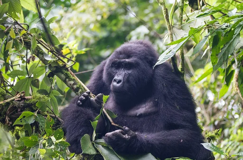 Top Tips for Gorilla Permits and Tours in DR Congo