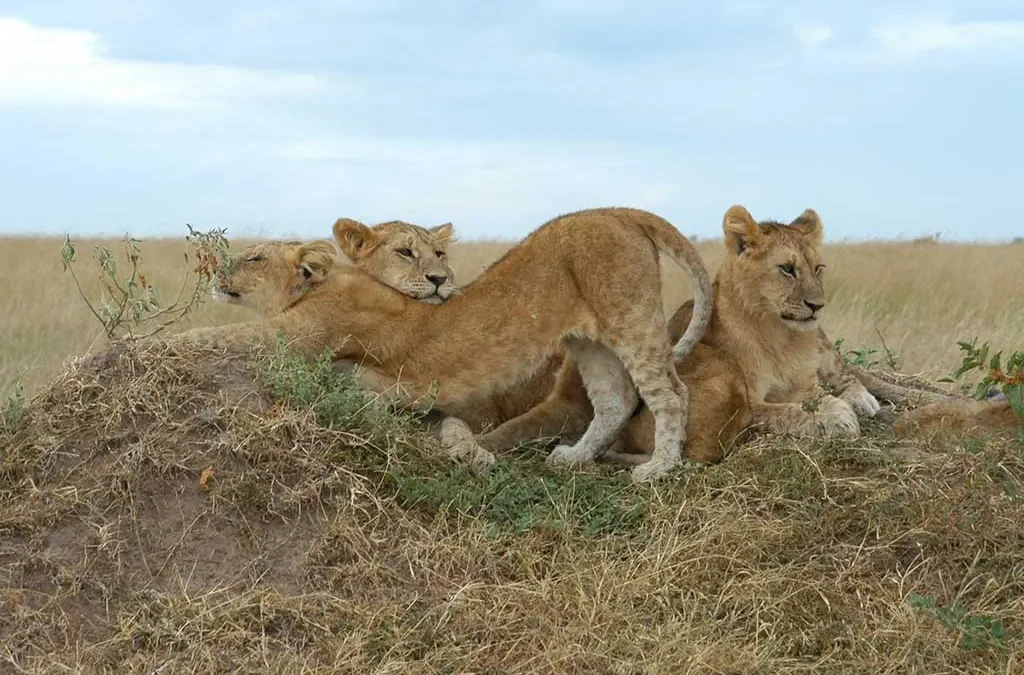 Top places to encounter Lions in Kenya