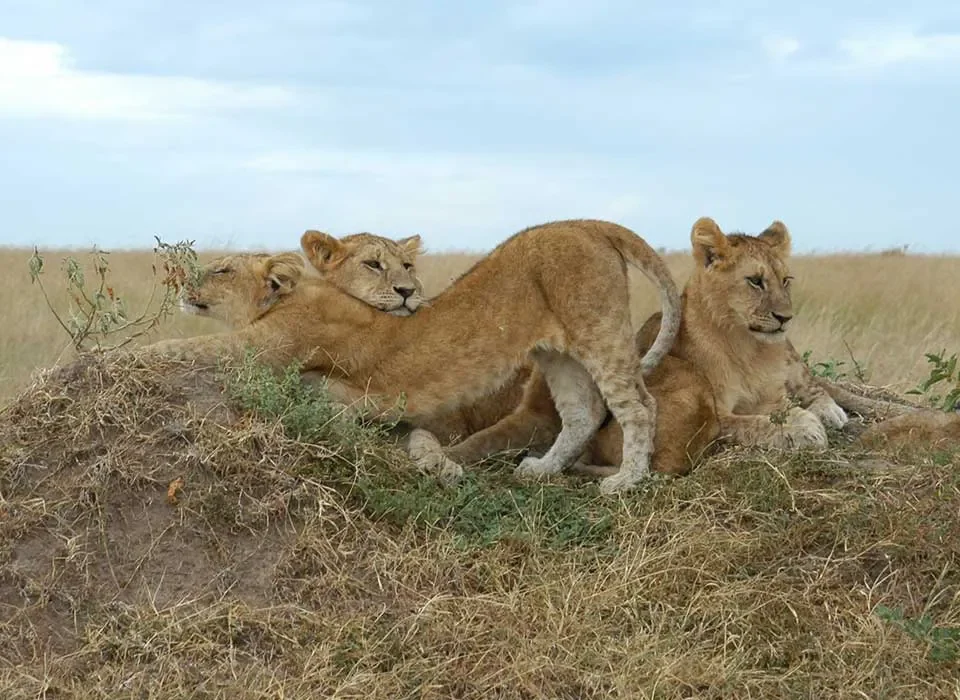 Top places to encounter Lions in Kenya