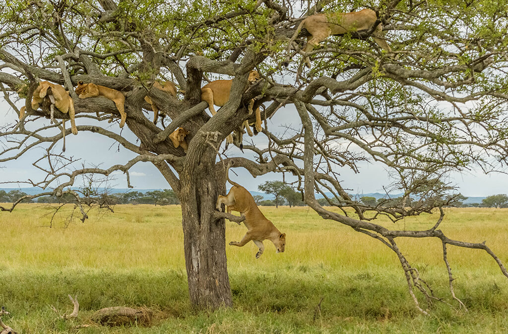Tree Climbing Lions Experience in Lake Manyara National Park
