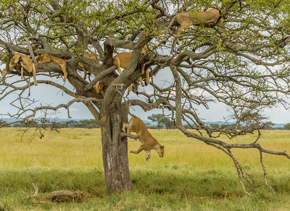 Tree Climbing Lions Experience in Lake Manyara National Park