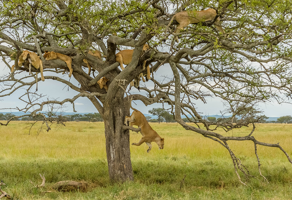 Tree Climbing Lions Experience in Lake Manyara National Park