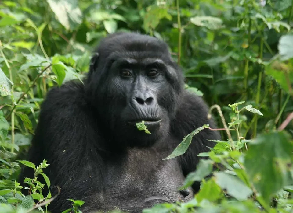 What are Gorilla Permits Cancellation Policies in Uganda?