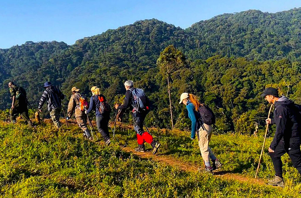 What is the cost of Long Walk from Buhoma to Nkuringo