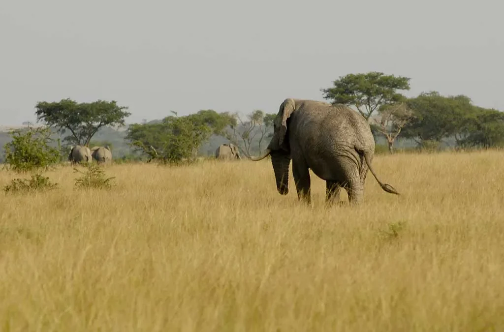 Where to Encounter the Big Five in Uganda