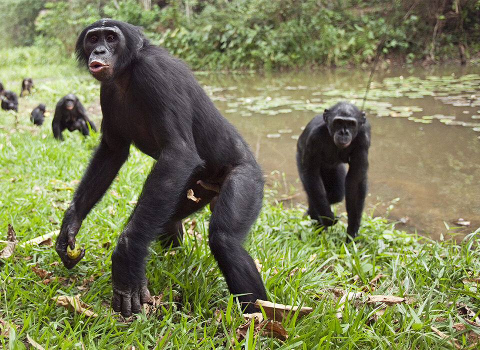 Where to see Bonobos in DR Congo