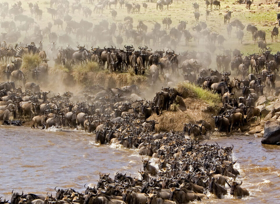 Why February Is the Best Time to Witness the Great Migration Besides July and August
