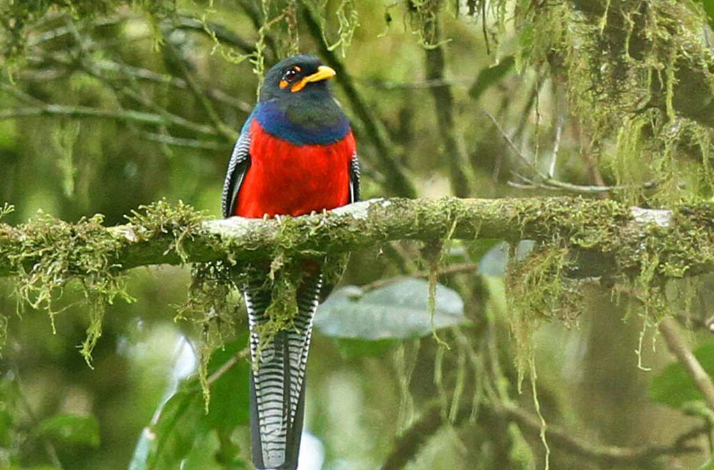 Bird Watching in Rwanda – Top Species to See