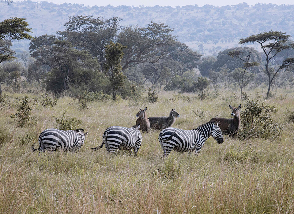 Choosing between Maasai Mara and Akagera for Best Wildlife Experience