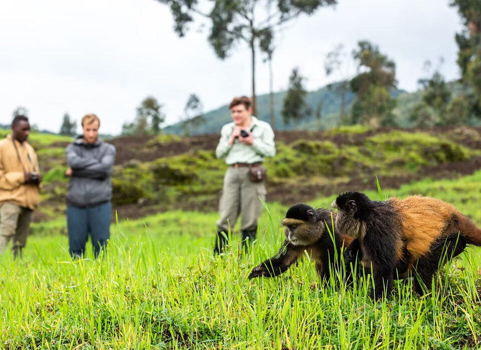 Golden Monkey Trekking in Volcanoes National Park vs. Mgahinga