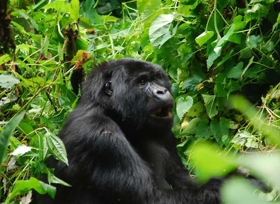 How to Book a Last-Minute Gorilla Trekking Permit in Rwanda