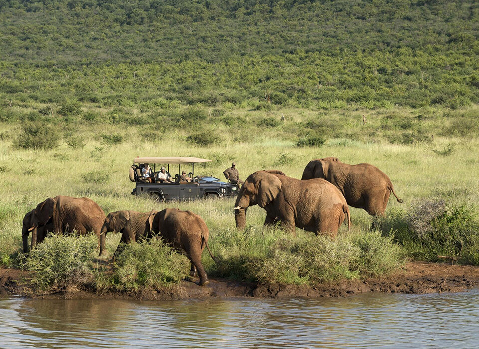 How to Plan a Luxury Big Five Safari in Rwanda