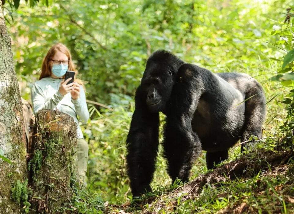 How to Plan a Seamless Safari Across Kenya, Rwanda and Uganda