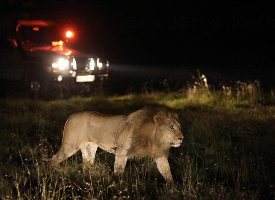 Night Game Drives in East Africa - Where to Go for the Best Experience