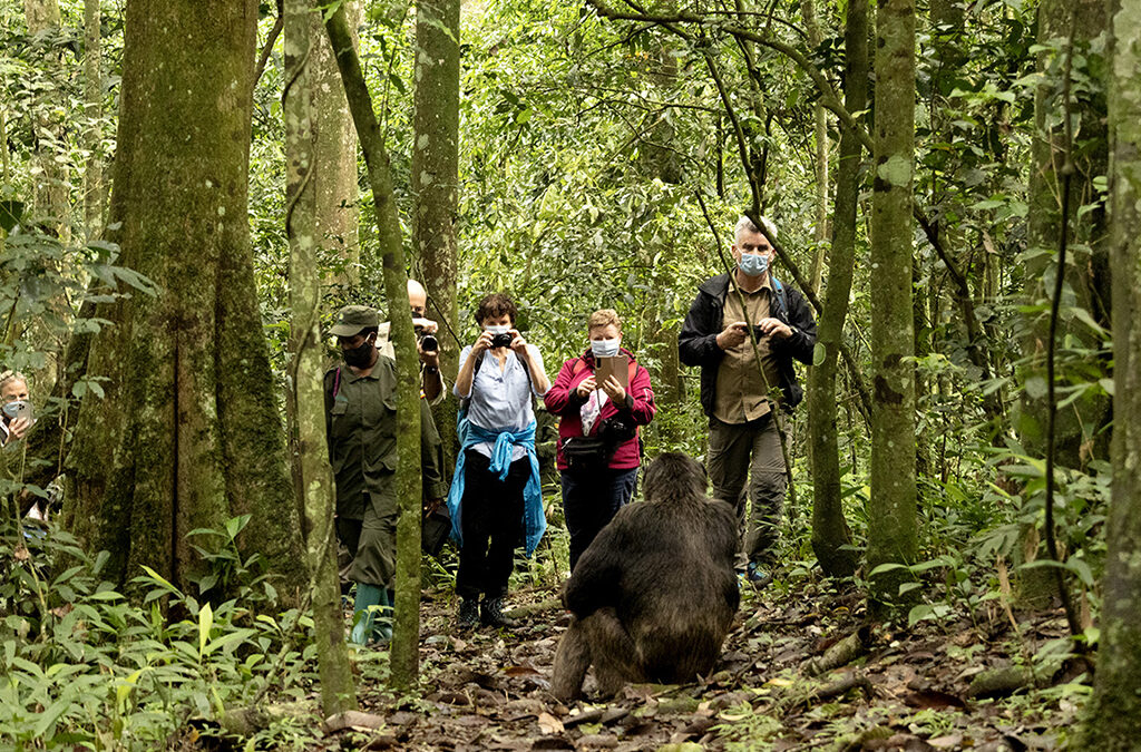 Solo vs. Group Chimpanzee Trekking in Uganda