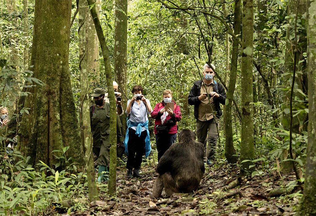 Solo vs. Group Chimpanzee Trekking in Uganda