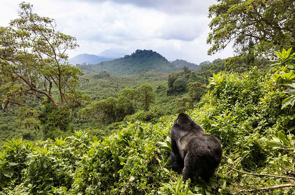 The Possibility of Rescheduling Gorilla Permits in Rwanda