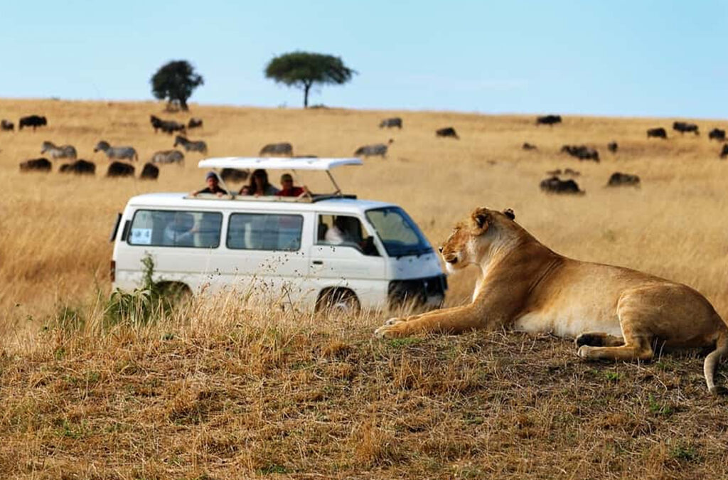 What to Expect on a Budget Safari in Uganda