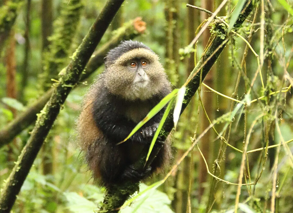 3-Day Gorilla and Golden Monkey Safari in Mgahinga
