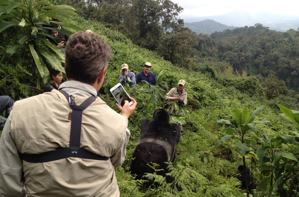 Best Time for Rwanda Gorilla and Masai Mara Safari
