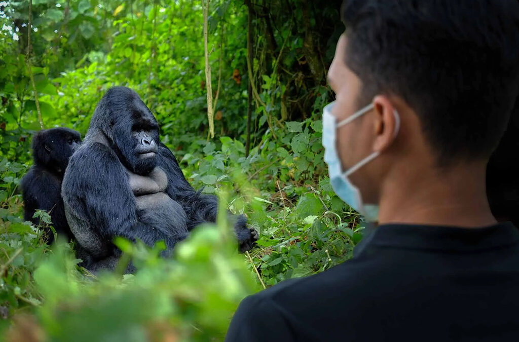 Can I Go Gorilla Trekking Alone in Uganda or Rwanda?