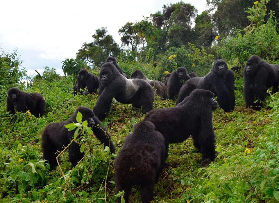Choosing the Right Gorilla Family to Trek in Rwanda