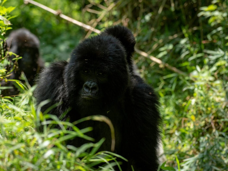 Combining Gorilla Trekking in Bwindi with Murchison Falls Safari