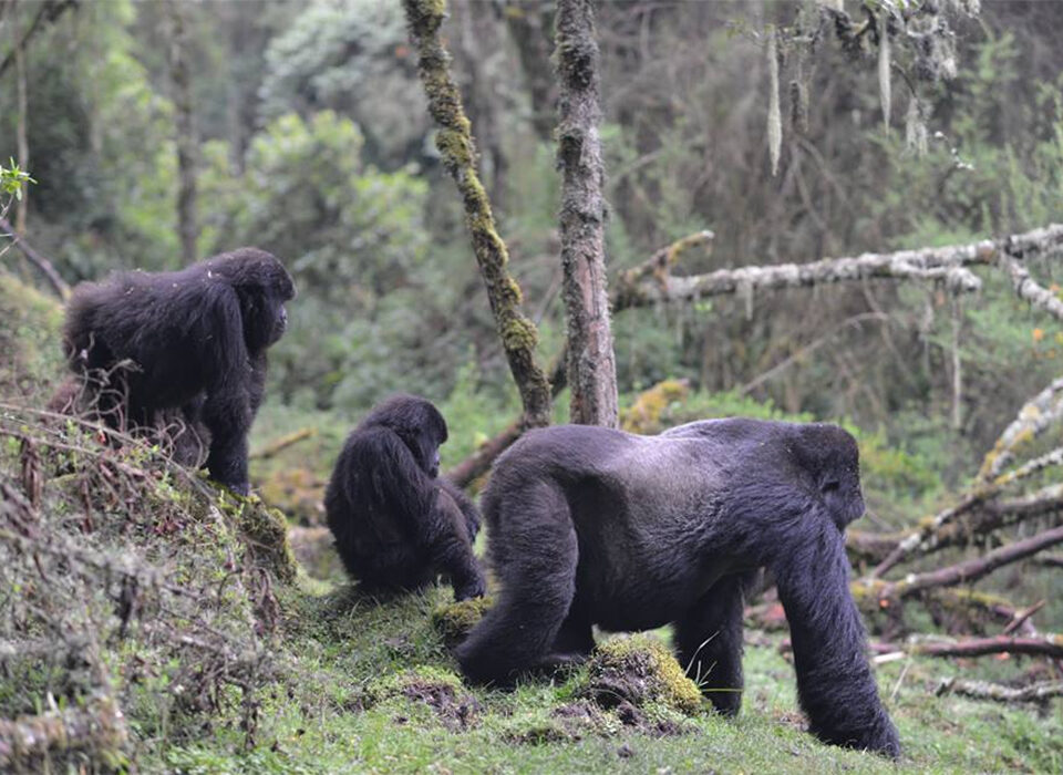 Cost of Gorilla Trekking Permit in Uganda for Rest of Africa Countries