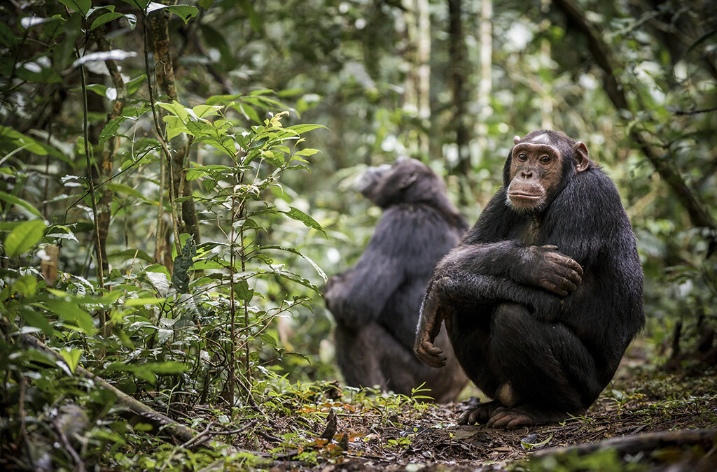 First-Time Chimpanzee Trekking – What You Need to Know
